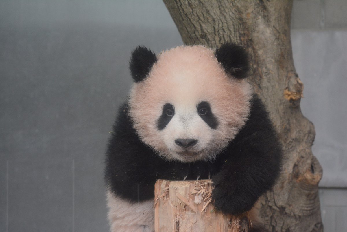 シャンシャン パンダ の観覧応募 申し込み方法 倍率も調査 上野動物園