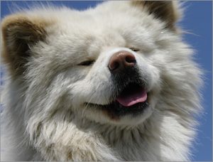 わさおは今後誰が世話 大丈夫 分離不安症が心配 飼い主の菊谷節子さん天国へ