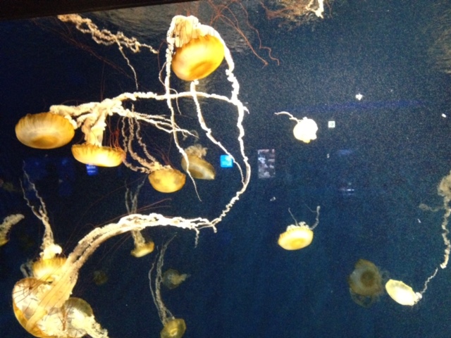 海月姫ロケ地 アパート天水館と鯉淵家の撮影場所はどこ 瀬戸康史の目撃情報も