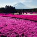 富士芝桜まつり2018の見頃と開花状況！混雑や渋滞と駐車場情報