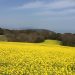 淡路島の菜の花畑の2018年の開花状況と見頃の時期は？あわじ花さじき