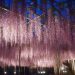 あしかがフラワーパーク2018藤の開花状況や見頃はいつまで？混雑状況も調査！