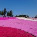 羊山公園の芝桜の丘2018の見頃と開花状況は？混雑や駐車場とアクセス方法