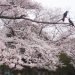 代々木公園2018年の桜の開花状況と見頃予想｜場所取りや地図(マップ)も紹介